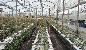 About Us | Multiflora