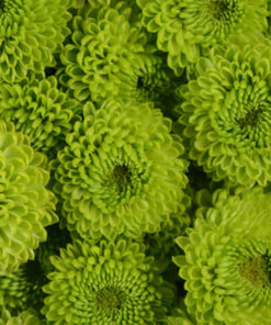 Novelty Poms