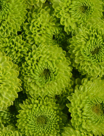 Novelty Poms