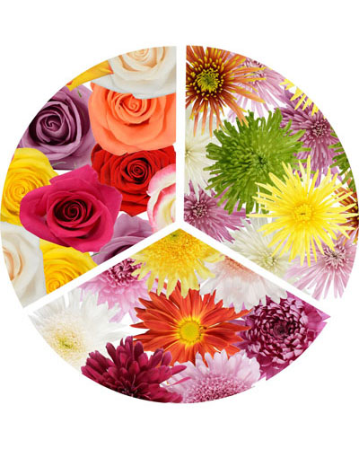 combo-roses-spider-disbud-mums