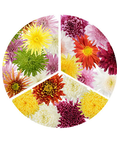 combo-spider-disbud-football-mums-1