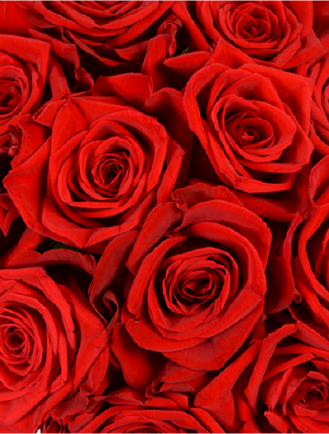Roses