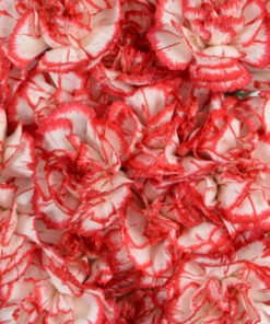 Mini carnations