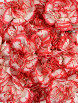 Mini carnations
