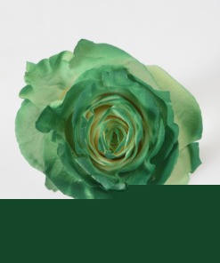 Grenn Edge Dyed Roses