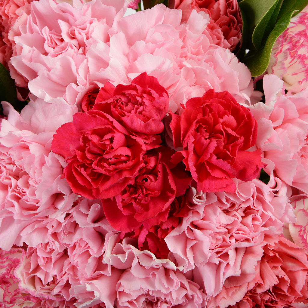 Love Carnations Multiflora