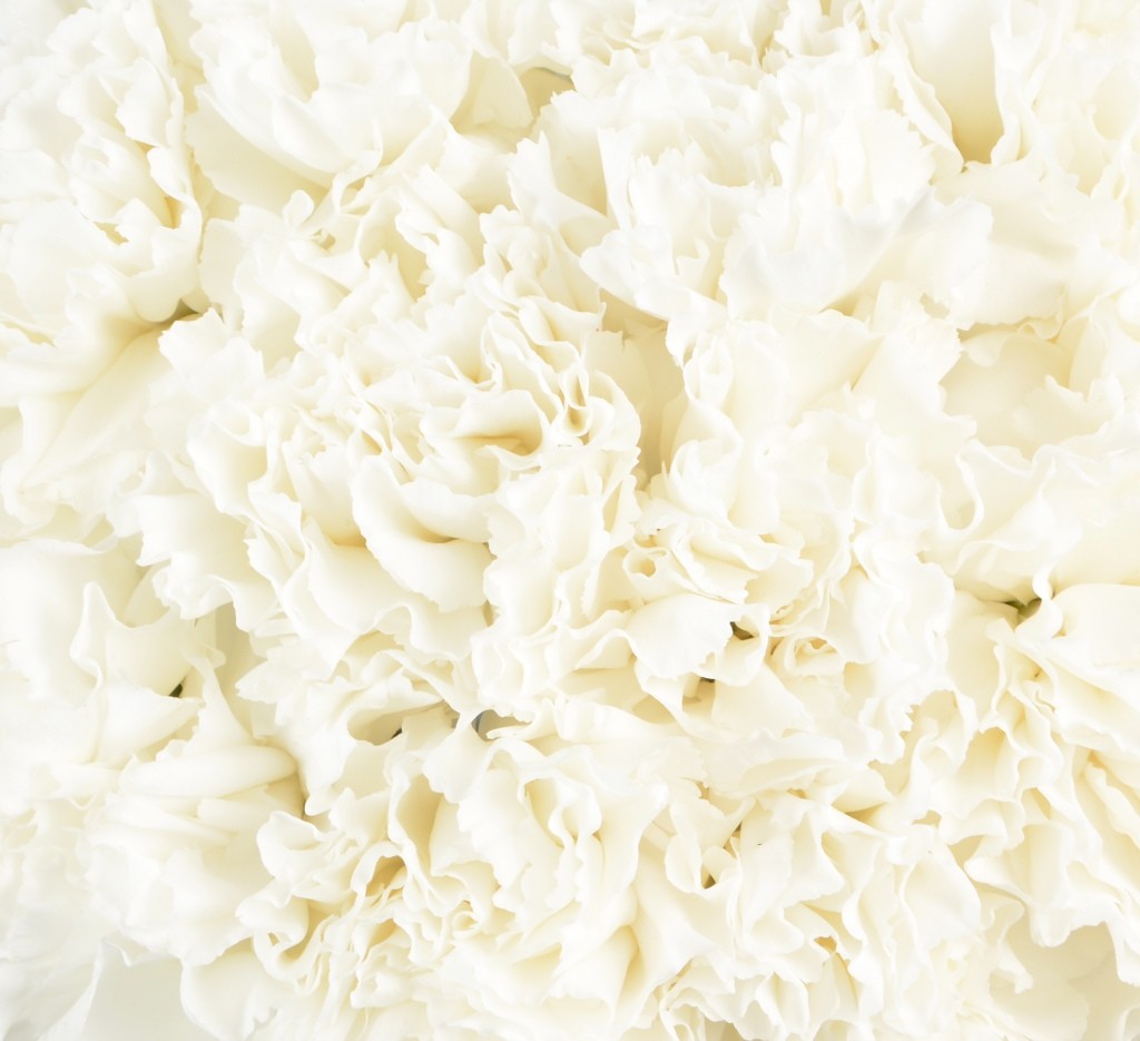 Carnations
