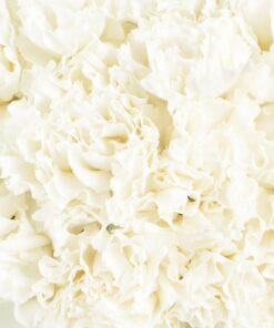 Carnations