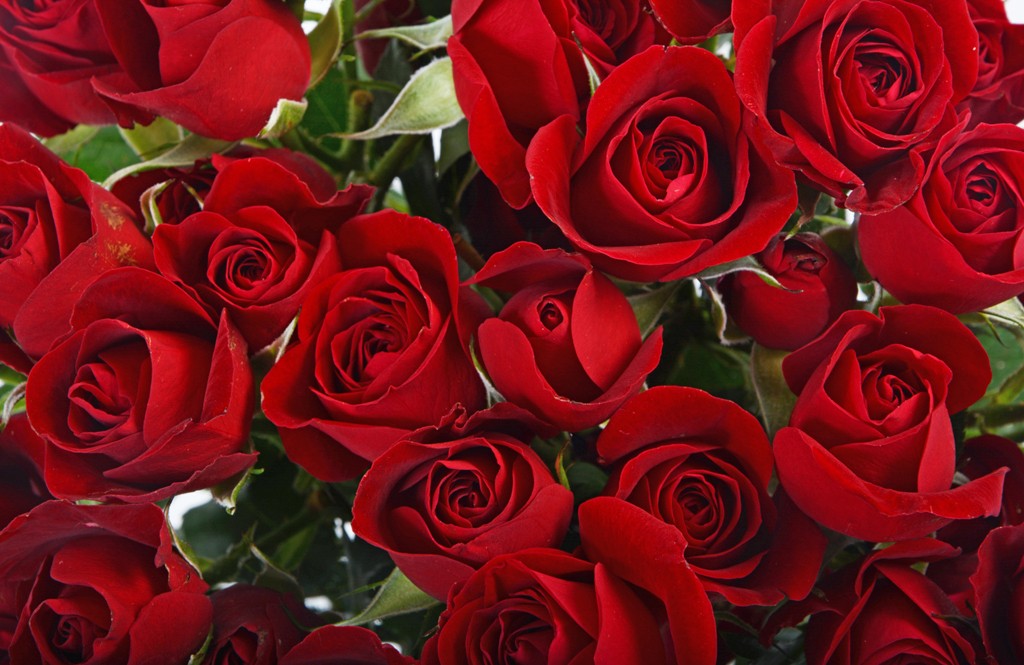 Spray Roses