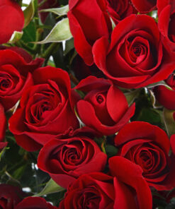 Spray Roses