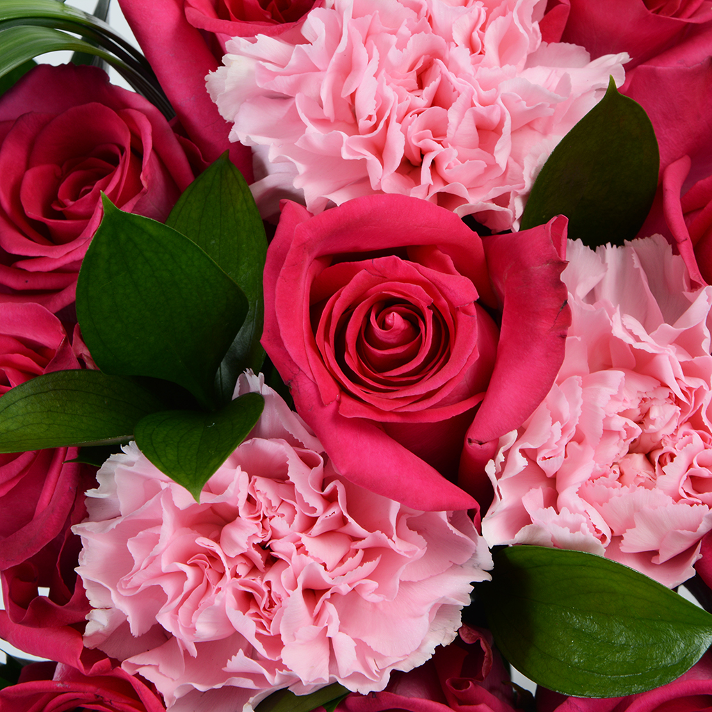 Carnations Dark Pink Flowers Aesthetic Color