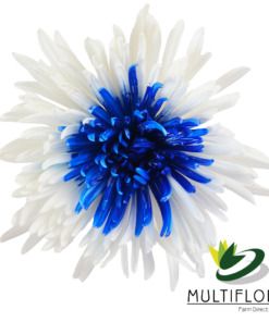 Blue Centered Spider