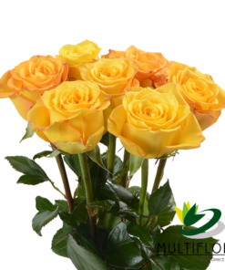 Consumer Bunches Roses