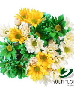 Daisy Tricolor St Patrick