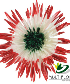 Double Blushed Red-Green