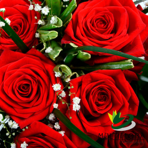 Dozen Roses Red + Gypsophilia | Multiflora