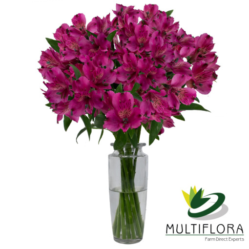 Napoli | Multiflora