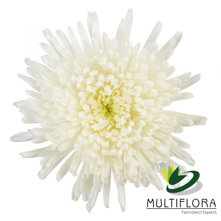 Category Football mums Multiflora