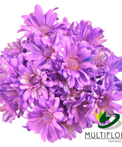 TNT+GLITTER LAVENDER