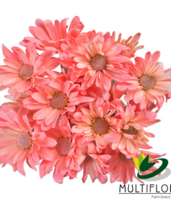 TNT+GLITTER LIGHT PINK