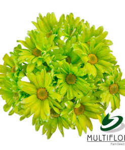 TNT+GLITTER LIME GREEN