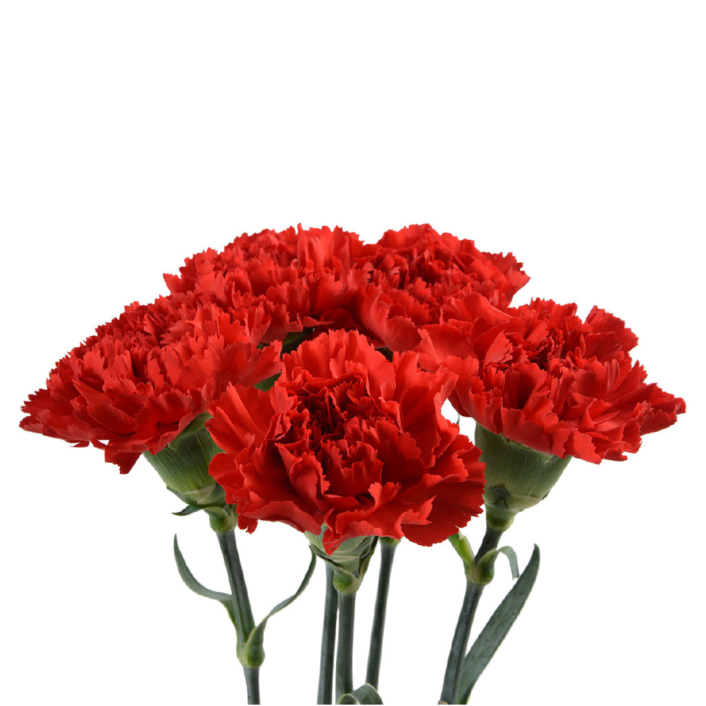 Consumer Bunches Carnations | Multiflora