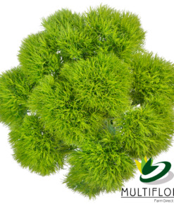 Consumer Bunches Green Ball