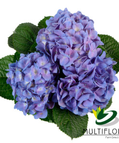 Consumer Bunches Hydrangea
