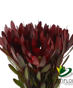 Consumer Bunches Leucadendron