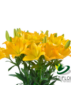 Consumer Bunches Lily