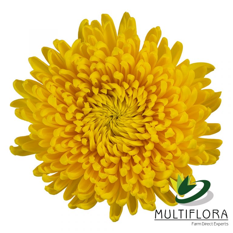 Category Football mums Multiflora