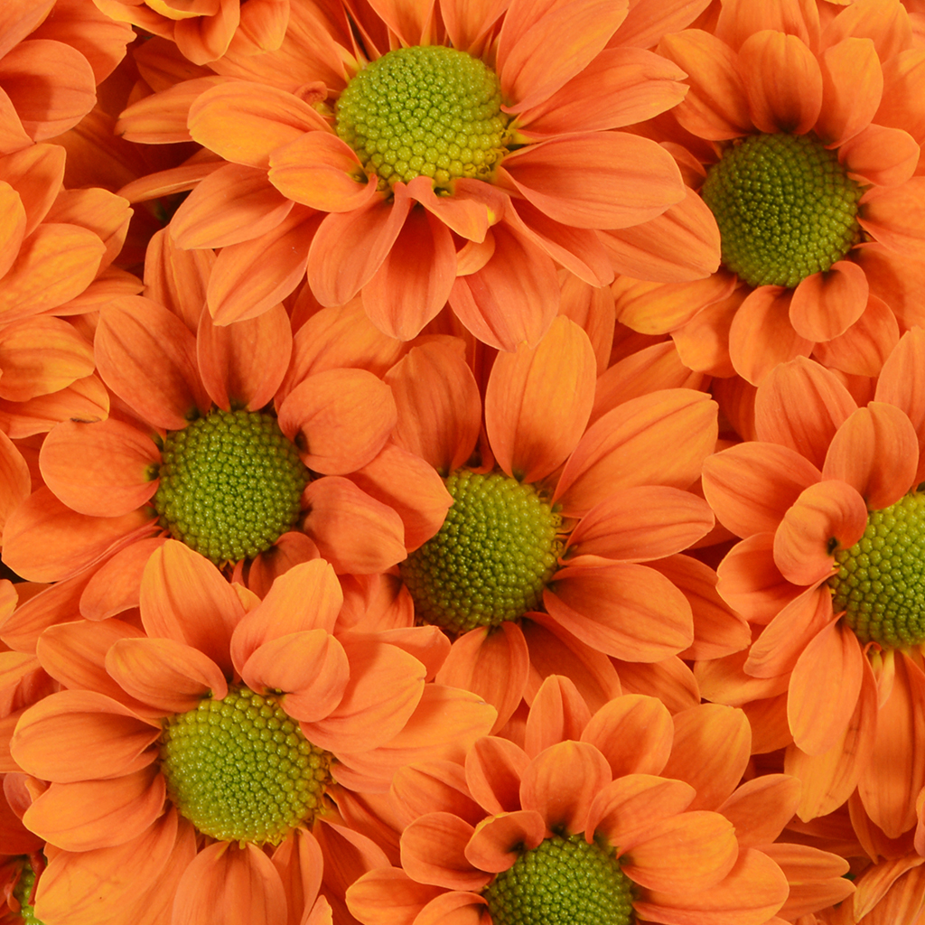 Growing and distributing fresh cut flowers to over 35 countries since