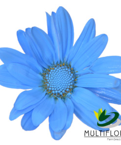 Light Blue Daisy