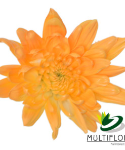 Light Orange Cushion