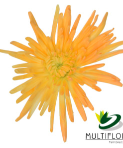 Light Orange Novelty