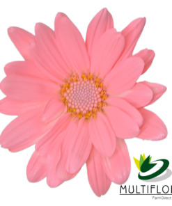 Light Pink Daisy