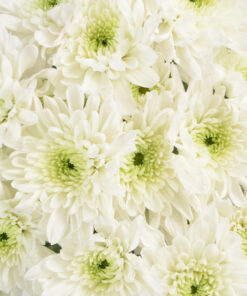 Cushion Poms