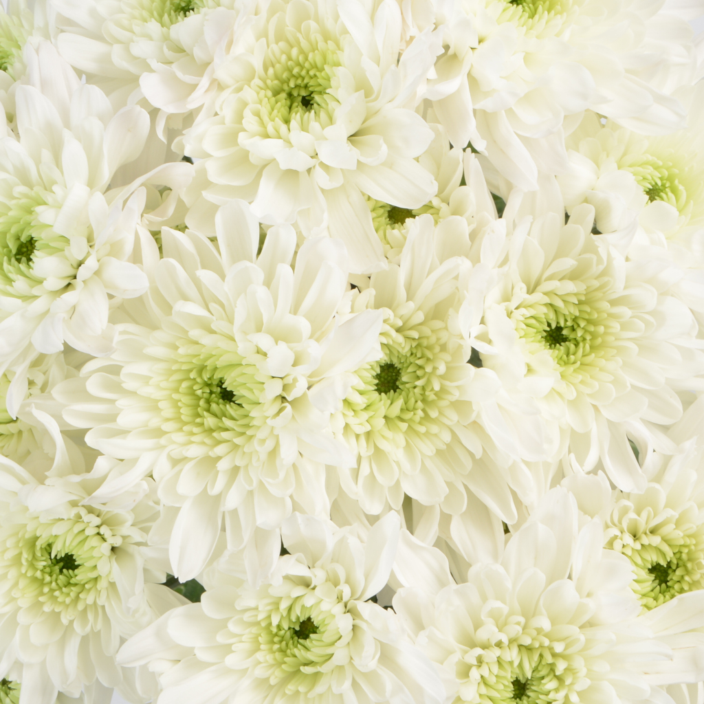 Cushion Poms