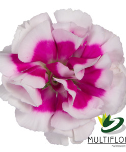 Super Trendy Tessino