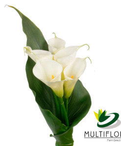 Calla Bouquets Leveled