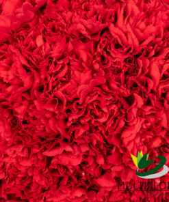 Carnations