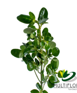 Green Pittosporum