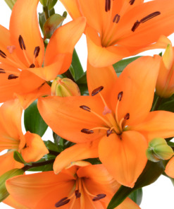 Lilies
