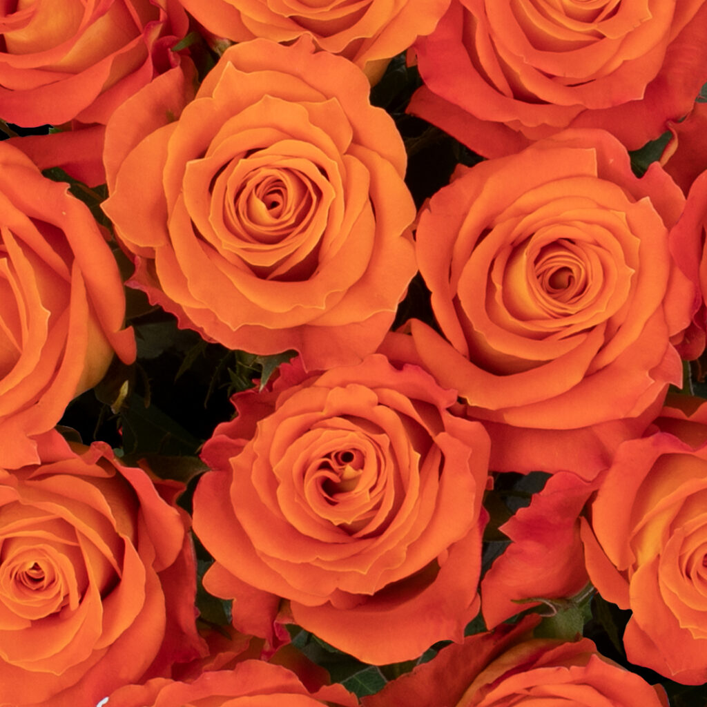 Roses
