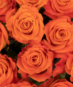 Roses