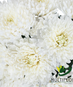 Mums & Cremones