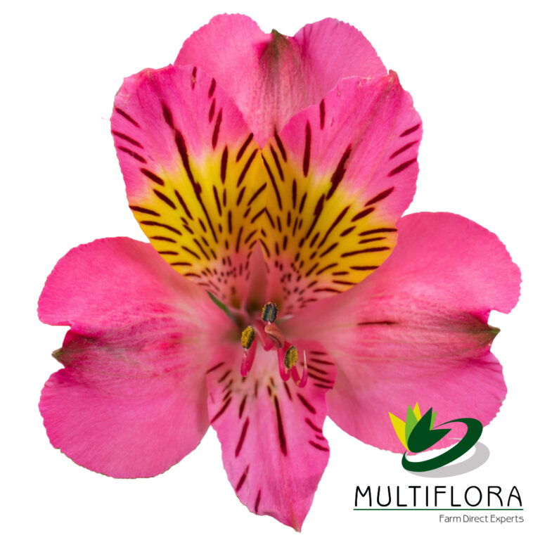 Amposta | Multiflora