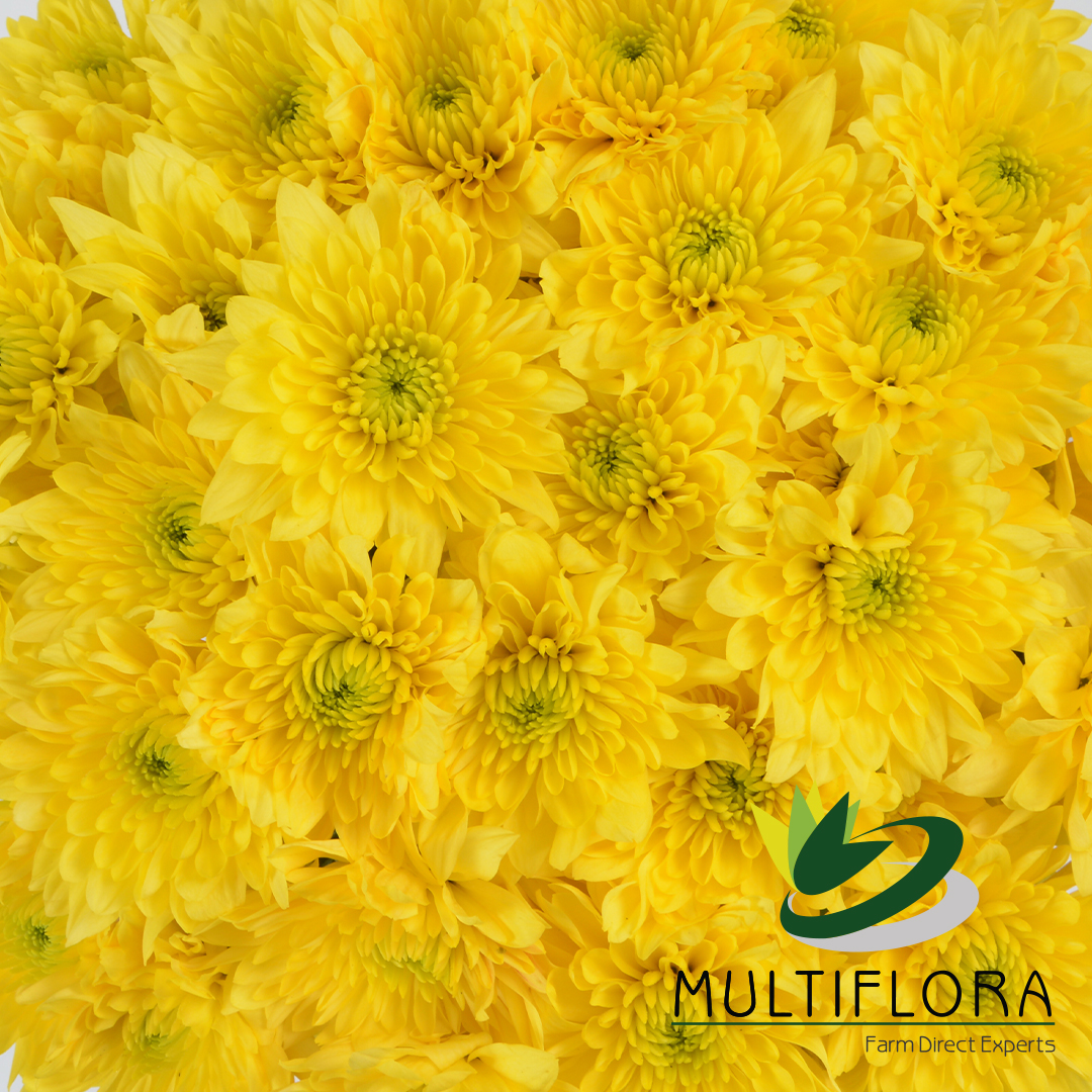 Products | Multiflora