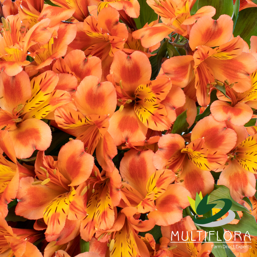 Orange Queen | Multiflora