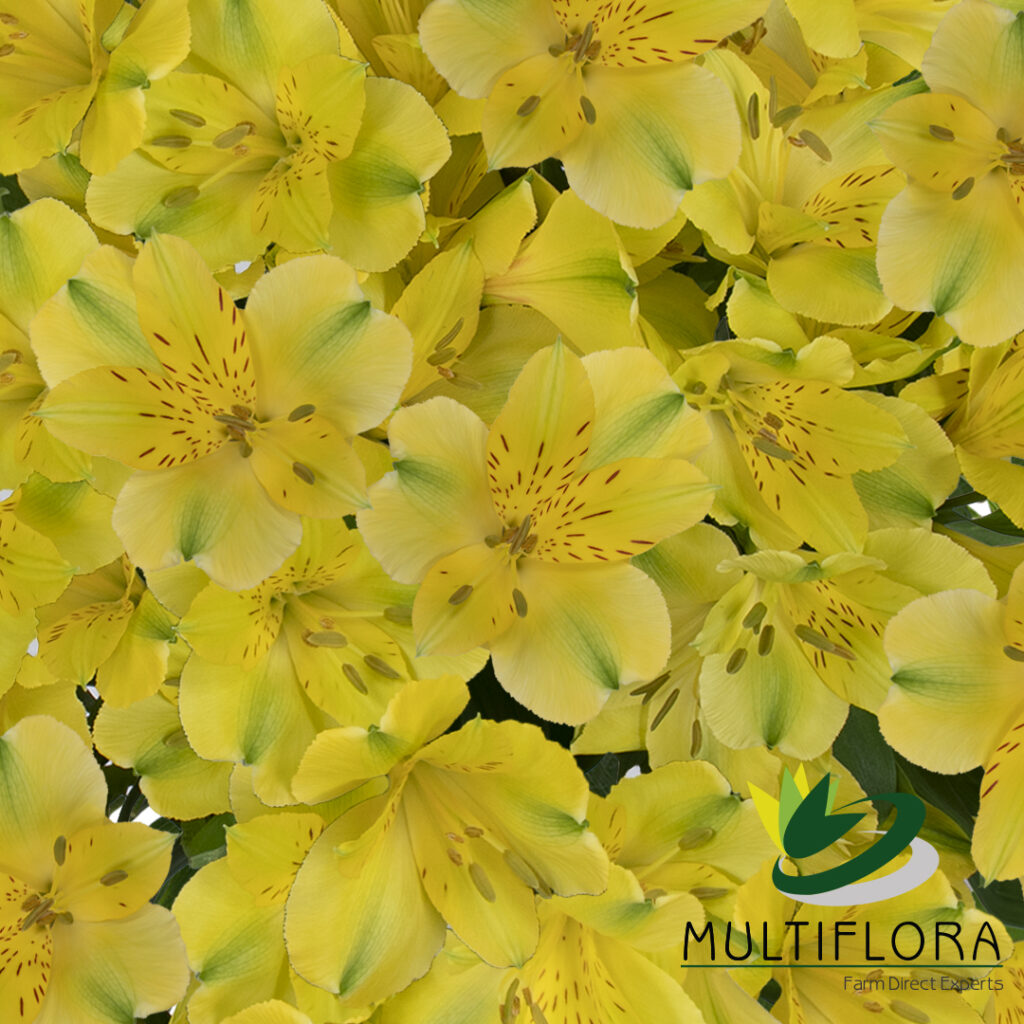 Sunny Lady | Multiflora